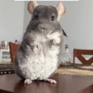 Meet your Posher, Marlyn